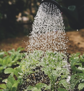 person watering plant