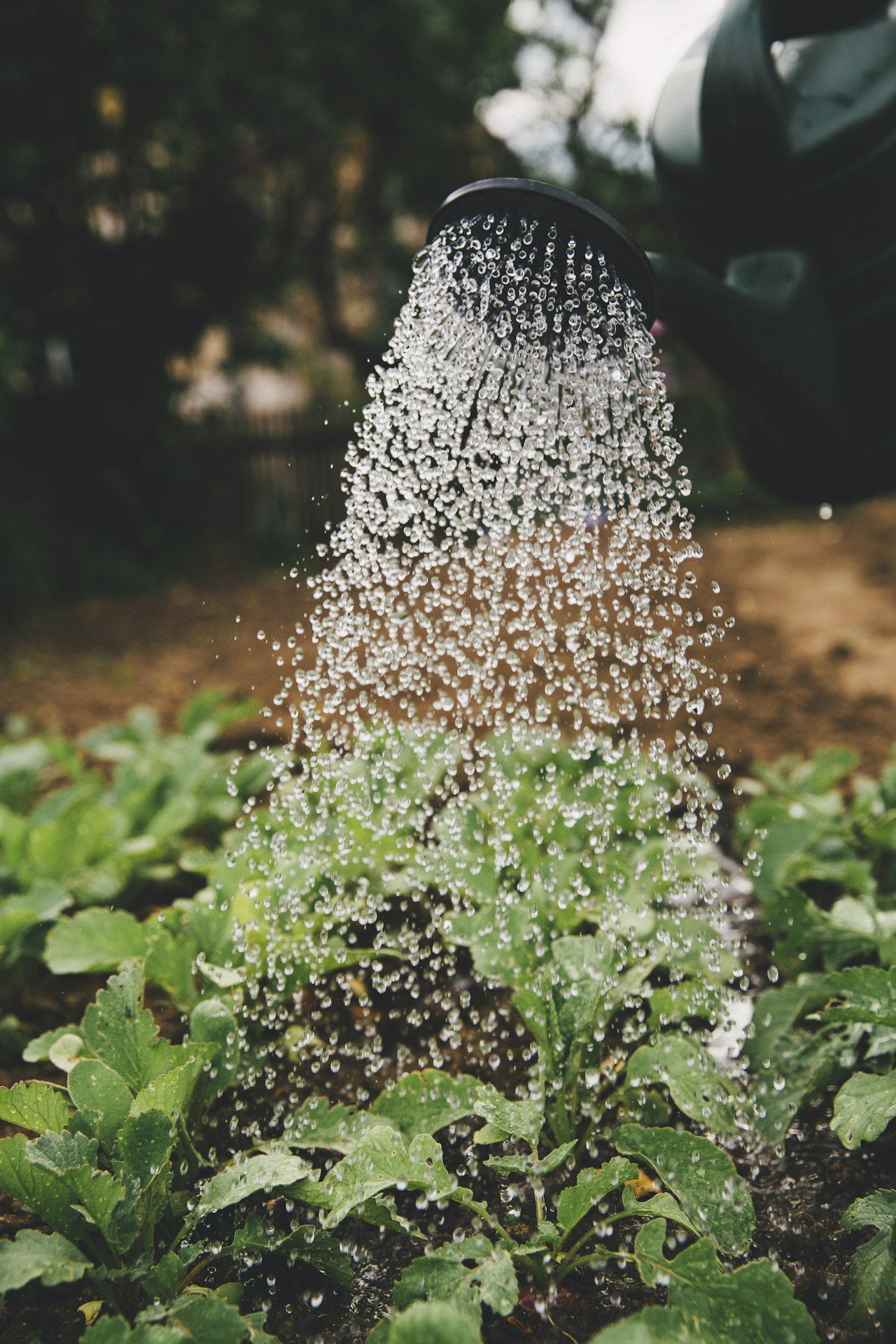 Urban Farming: Growing Fresh Produce in the City