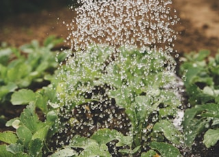 person watering plant