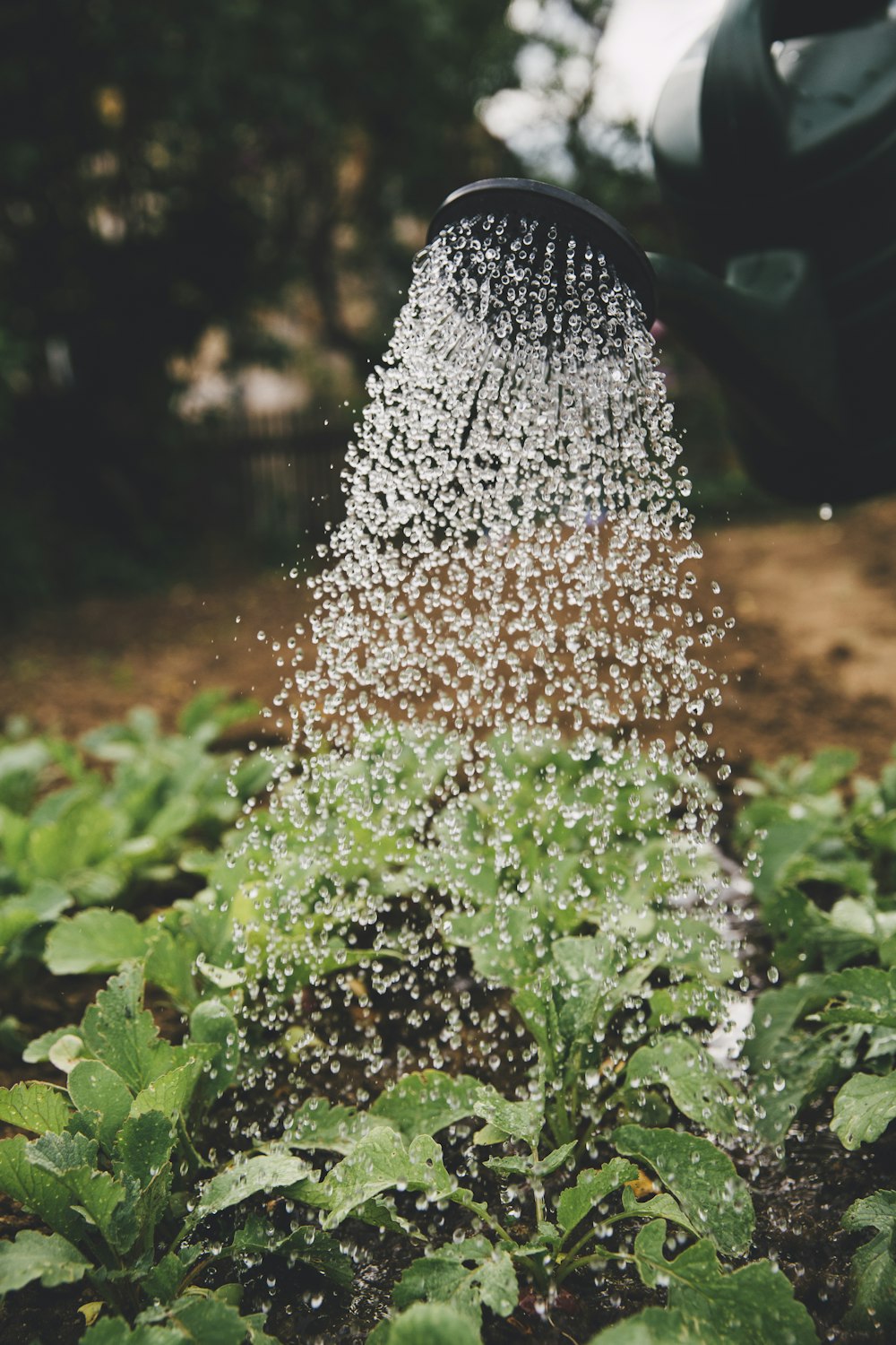 person watering plant