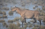 A brown antelope-like animal walks through a marshy area with water and tall grass. The background includes patches of grass and a few unidentified birds.