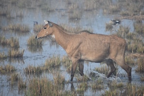 A brown antelope-like animal walks through a marshy area with water and tall grass. The background includes patches of grass and a few unidentified birds.