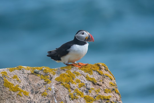 selective focus photography of puffin bird standing on rock at daytime in Saltee Islands Ireland