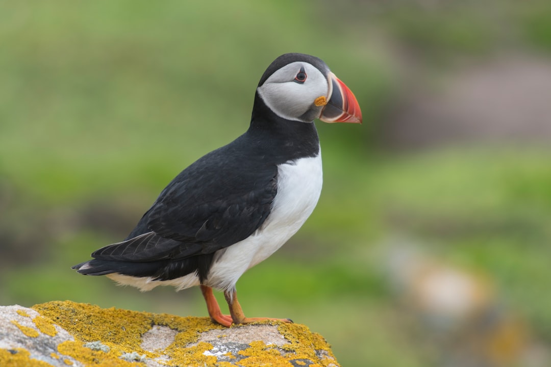 travelers stories about Wildlife in Saltee Islands, Ireland