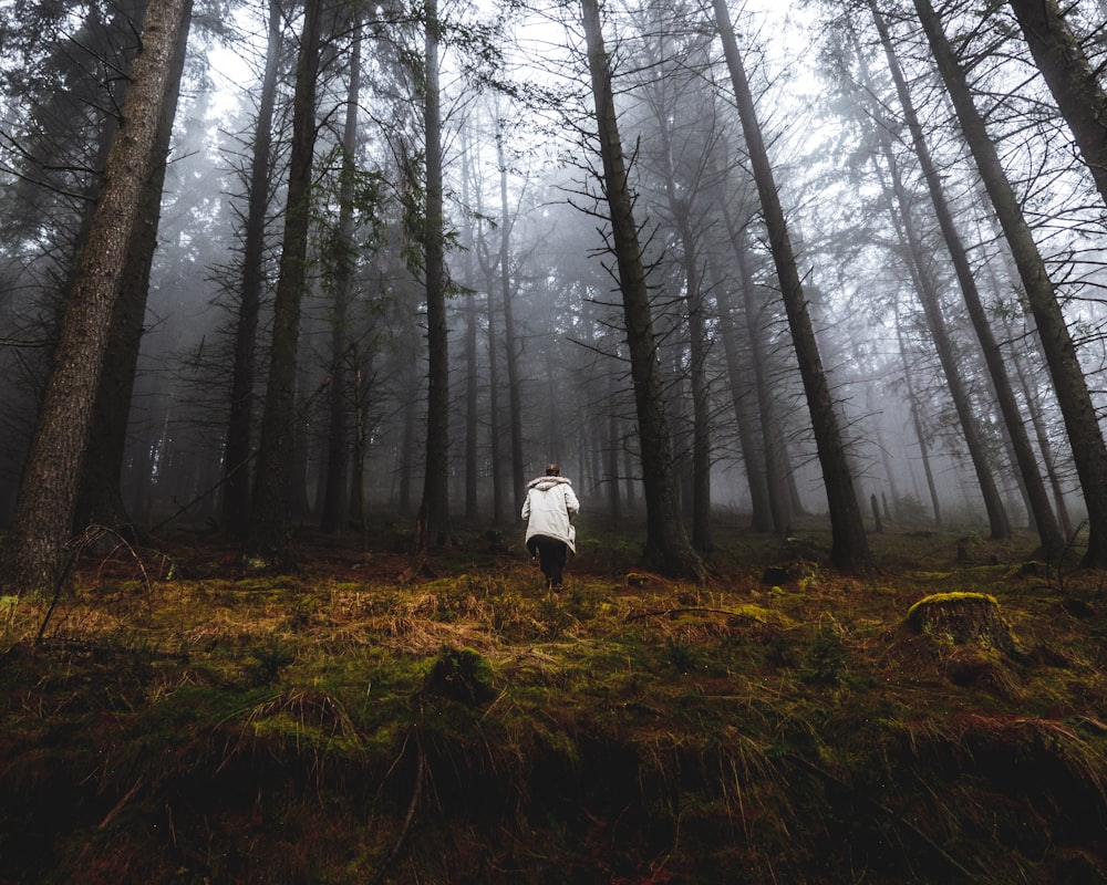 person walking in near tall trees