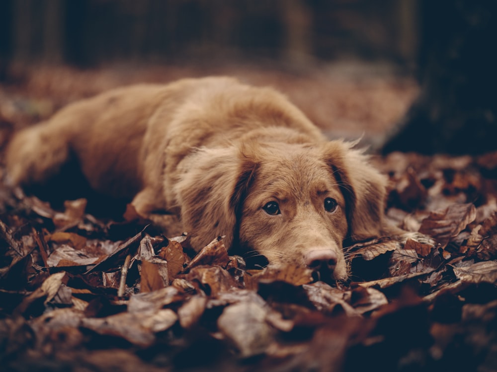 photo de chien brun à poil court