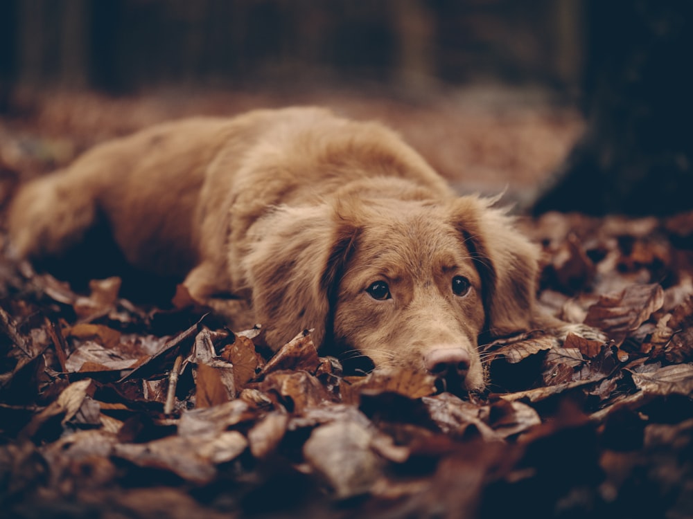 ショートコートの茶色の犬の写真