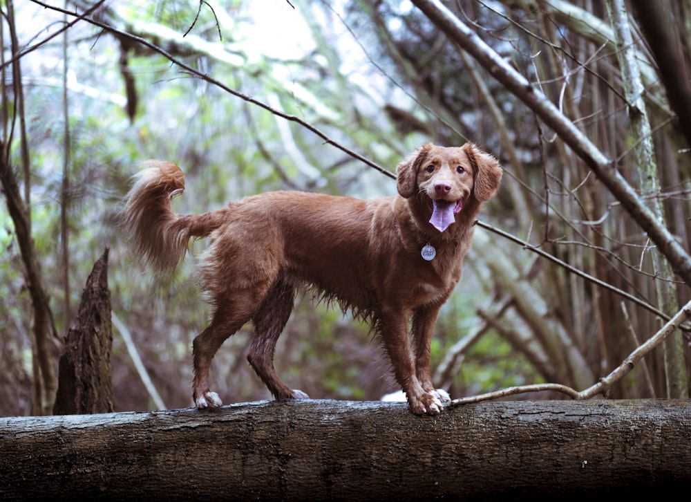 Golden retriever dourado adulto em tronco de madeira marrom