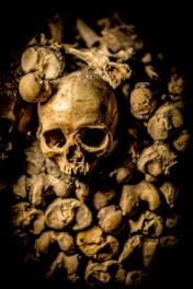 closeup photo of skull