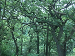A lush, dense forest with towering trees and interwoven branches creating a canopy. The vibrant green foliage suggests a healthy, thriving ecosystem. Sunlight filters through the leaves, casting dappled shadows on the forest floor.