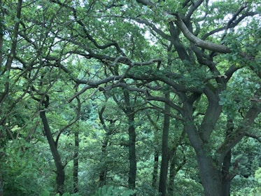A lush, dense forest with towering trees and interwoven branches creating a canopy. The vibrant green foliage suggests a healthy, thriving ecosystem. Sunlight filters through the leaves, casting dappled shadows on the forest floor.