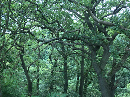 A vibrant forest with sunlight filtering through, symbolizing sustainable energy from biomass.