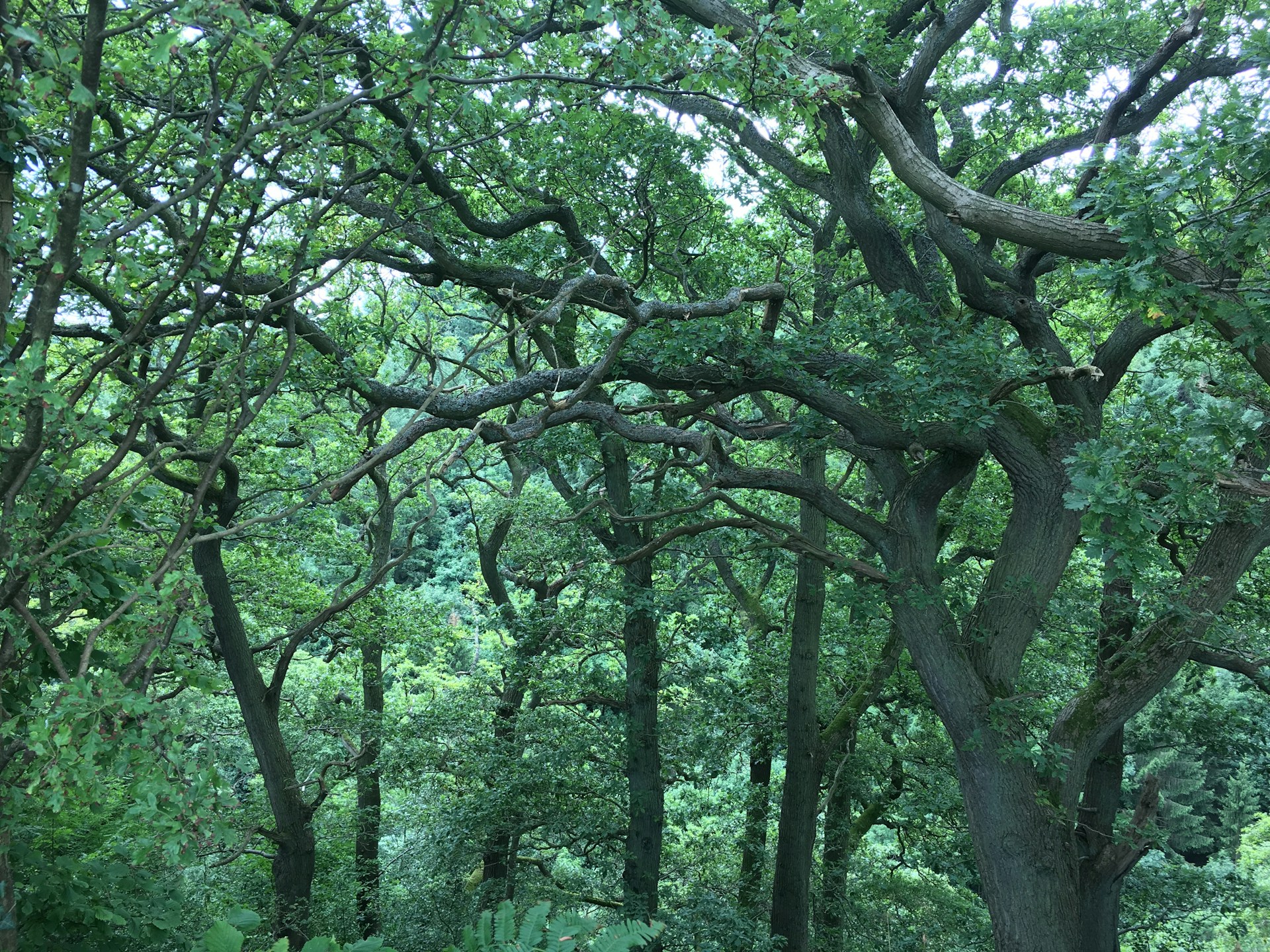 black and brown leather padded tub sofa
