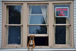 adult brown boxer on gray window