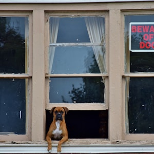 adult brown boxer on gray window