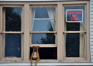 adult brown boxer on gray window