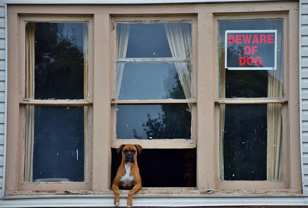 adult brown boxer on gray window