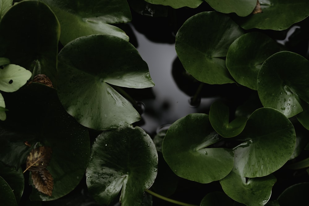 photo of green leafed plant