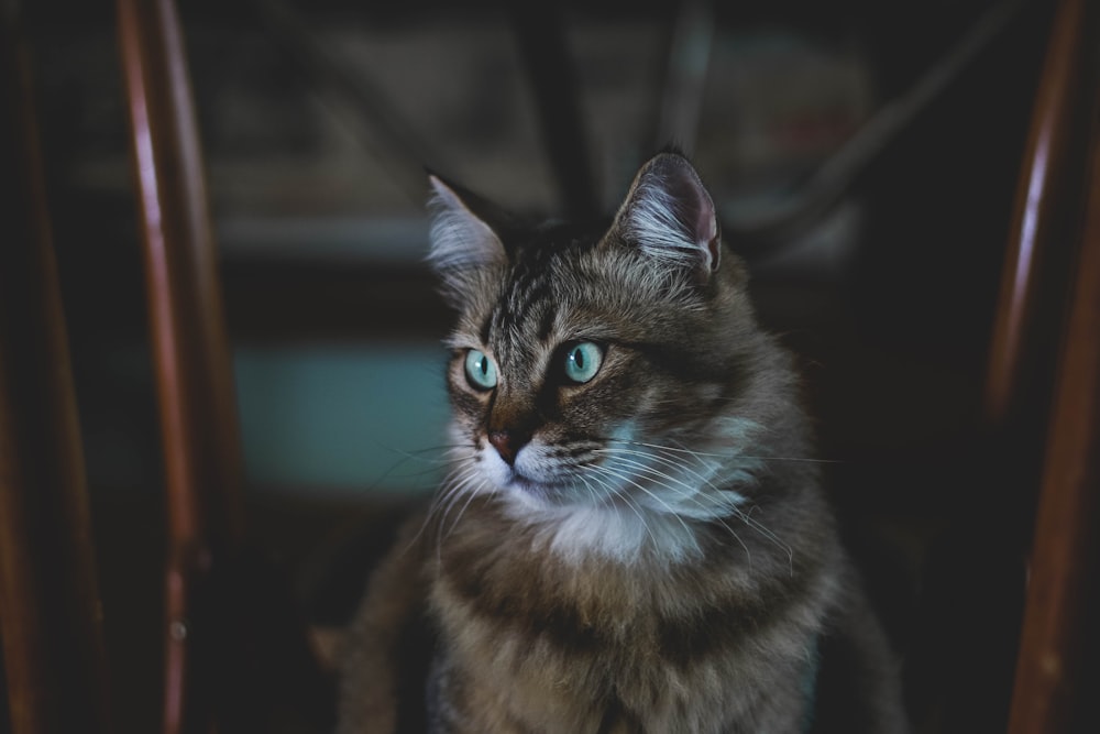 Fotografia de foco raso de gato marrom e preto