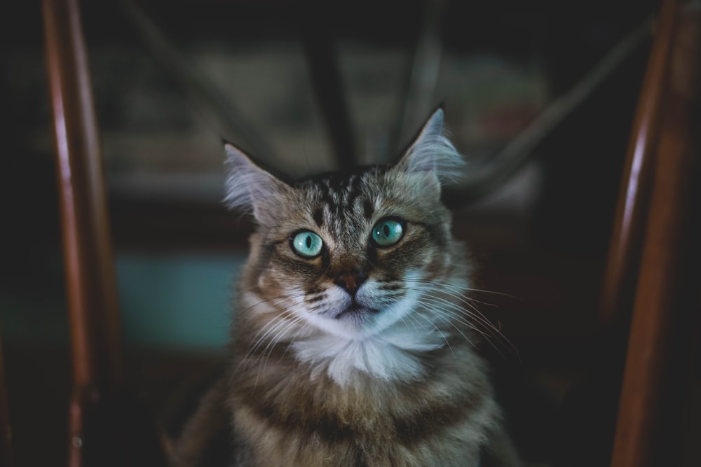 Flachfokusfotografie einer braunen und weißen Katze