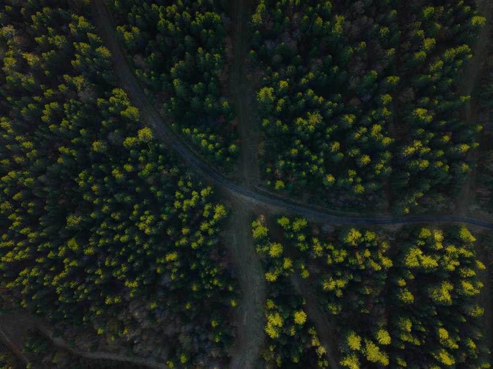 aerial view of roads in forest