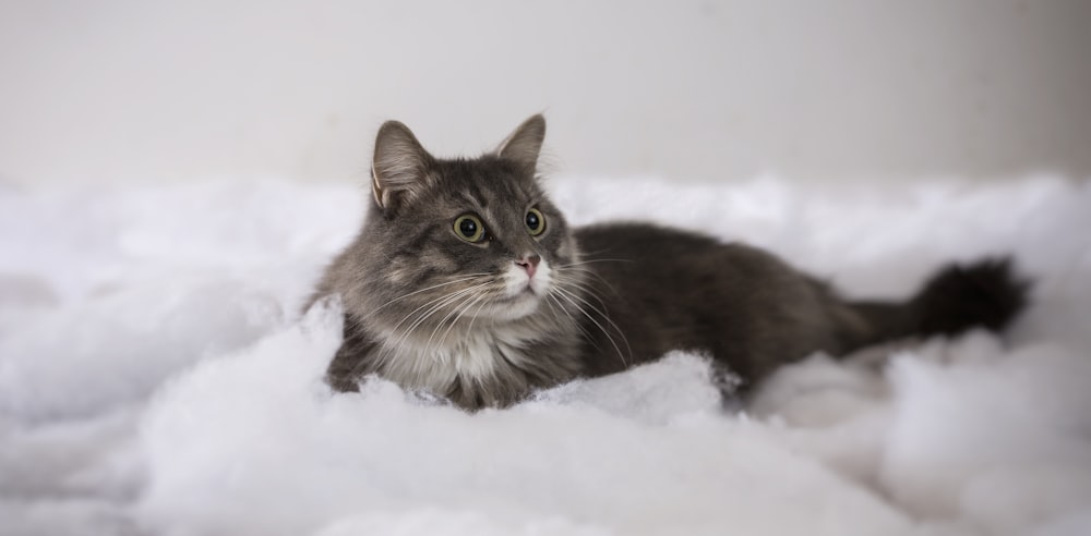 photo of short-haired black cat on foam