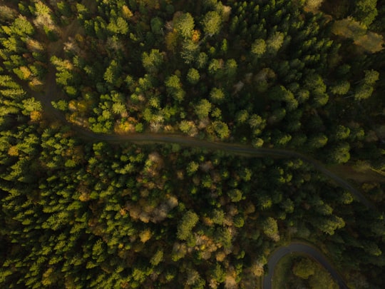 airal view of green trees in La Tour-d'Auvergne France