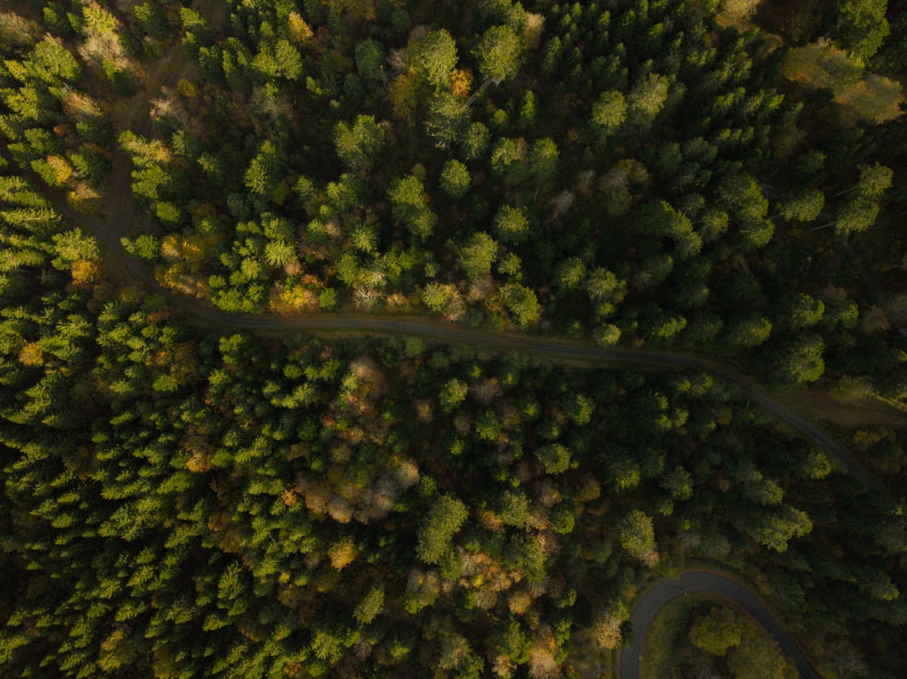 Vista aérea de árvores verdes