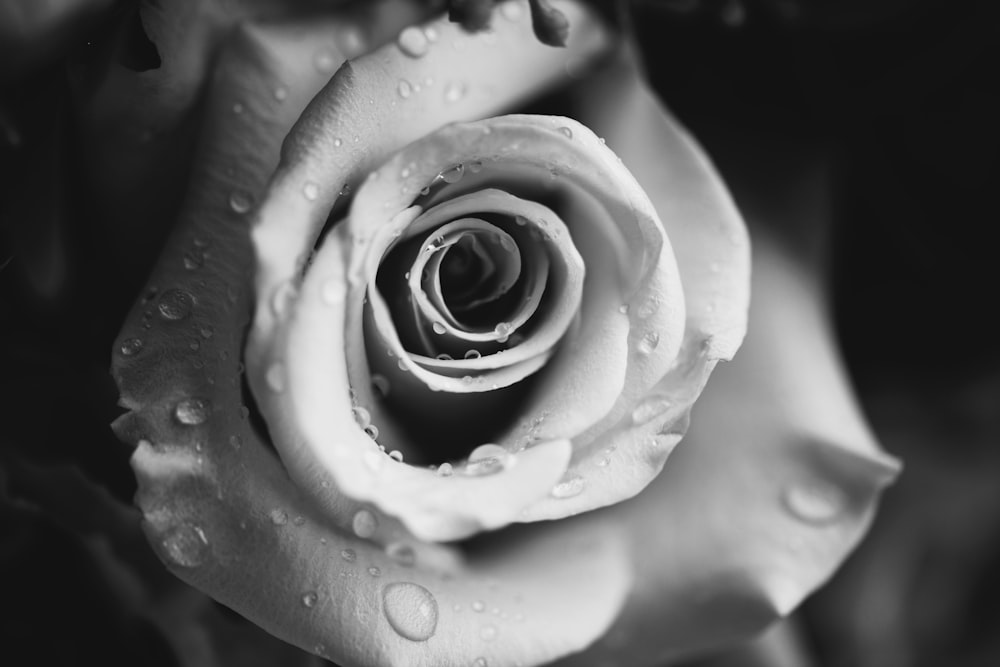 greyscale photo of water droplets on top of flower