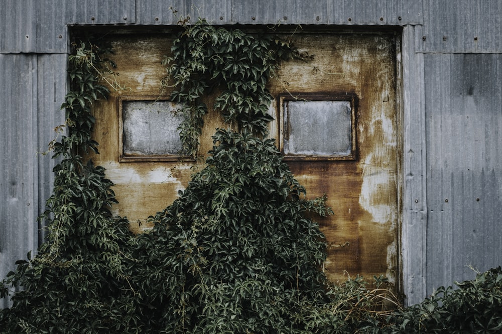 brown steel door covered with green vines