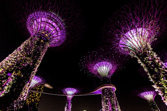 worm's eye view photography of purple towers in Gardens by the Bay Singapore