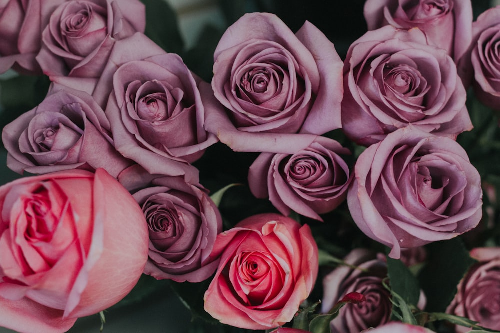 Foto de enfoque superficial de flores moradas y rojas