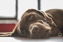 A close-up of a brown dog lying down, its ears spread out and eyes looking softly ahead. Sunlight filters in from a window behind, casting a warm glow on the dog's fur.