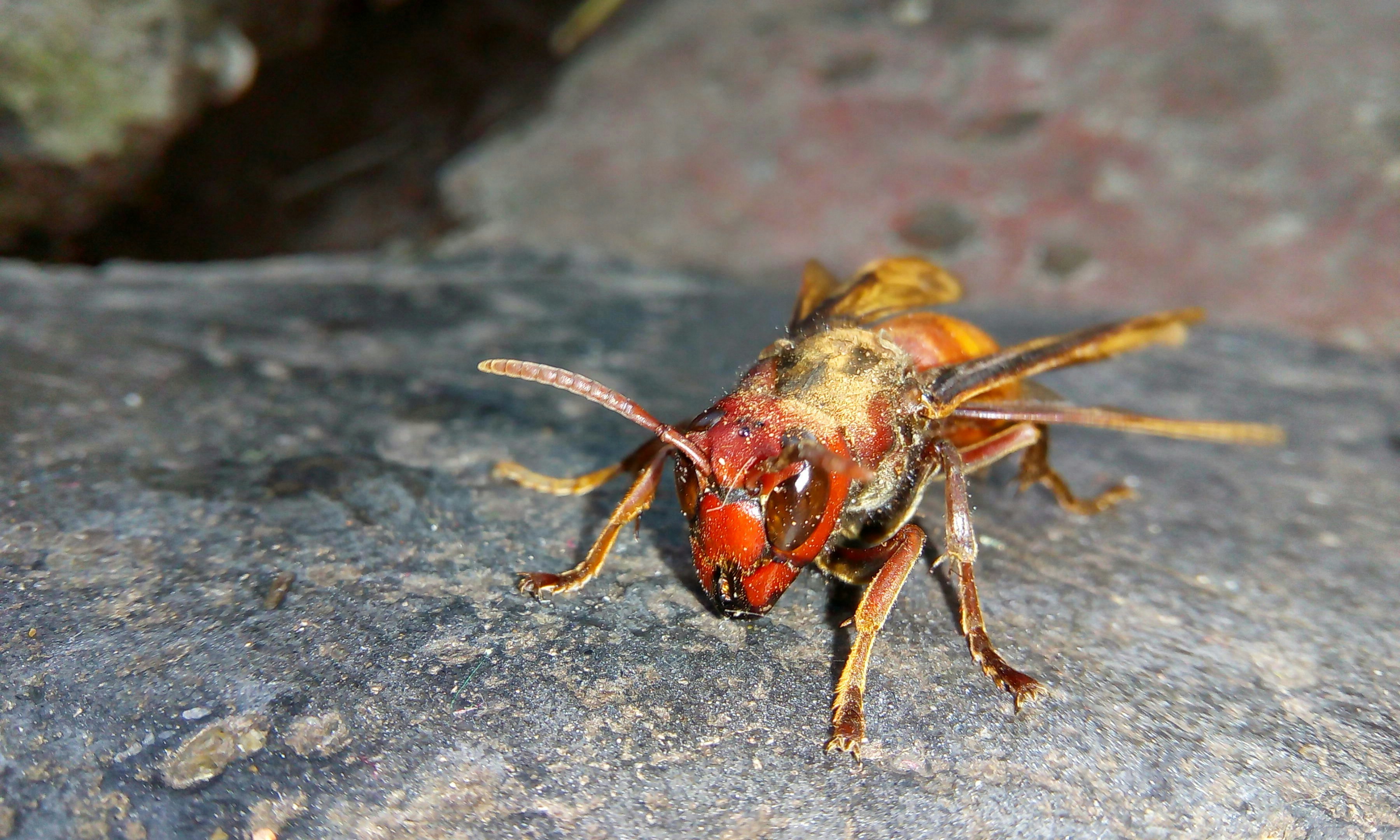 Tout savoir sur le frelon asiatique : piqûres et dangers