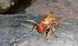 A close-up of a hornet with a vivid red and orange body on a textured rock surface. The insect's eyes and antennae are prominent, and its wings and legs are visible.