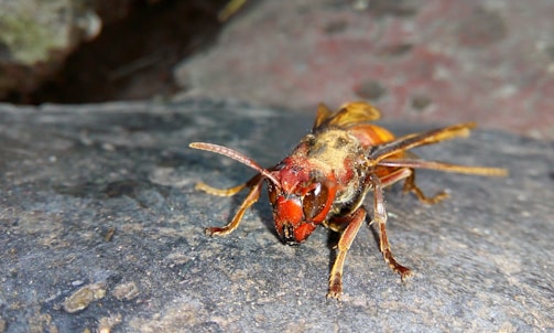 A close-up of a hornet with a vivid red and orange body on a textured rock surface. The insect's eyes and antennae are prominent, and its wings and legs are visible.