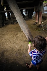 A young child in a striped shirt is feeding an elephant with a piece of green vegetable. The scene is set on a dirt surface, with the elephant's trunk prominently reaching out to take the food.