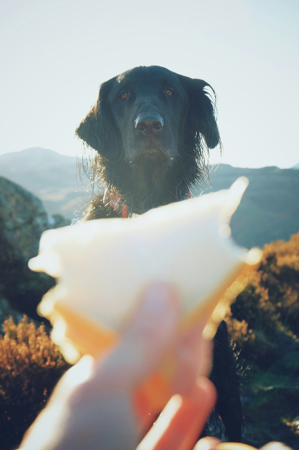 wet adult black flat-coated retriever looking at sandwich
