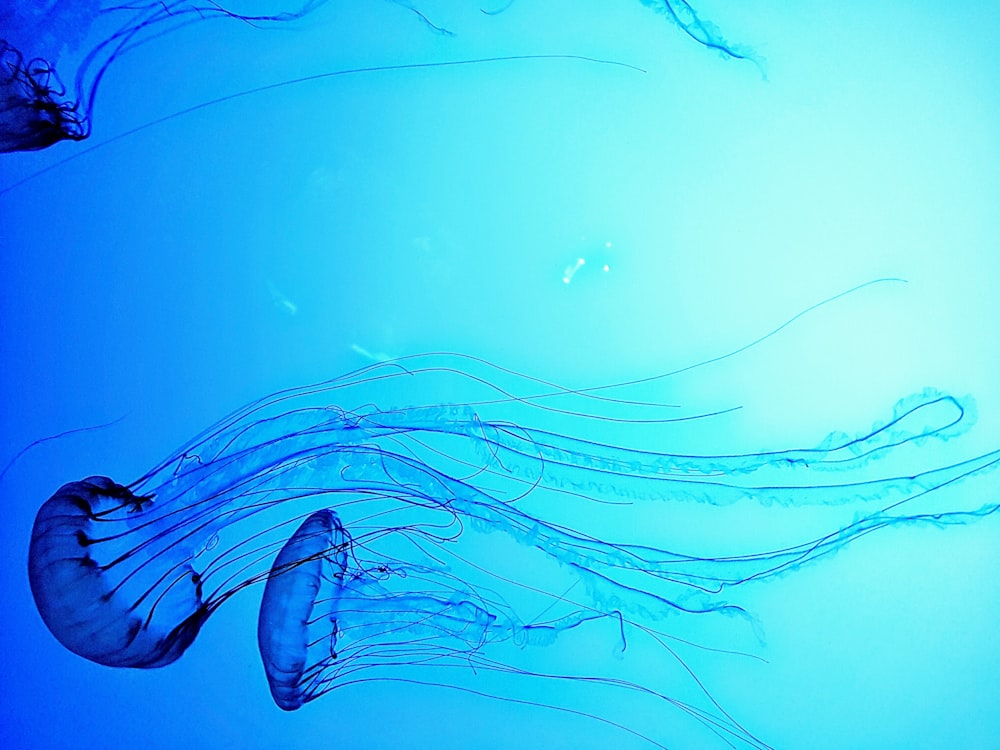 photo of two jelly fish