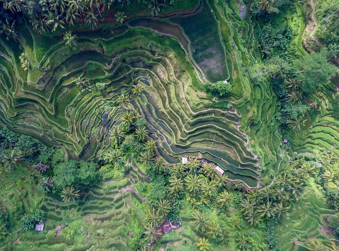 top view of rice terraces