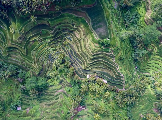 top view of rice terraces in Tegallalang Indonesia