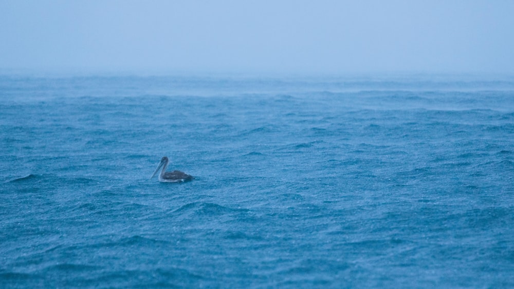 pájaro en medio del agua lluviosa