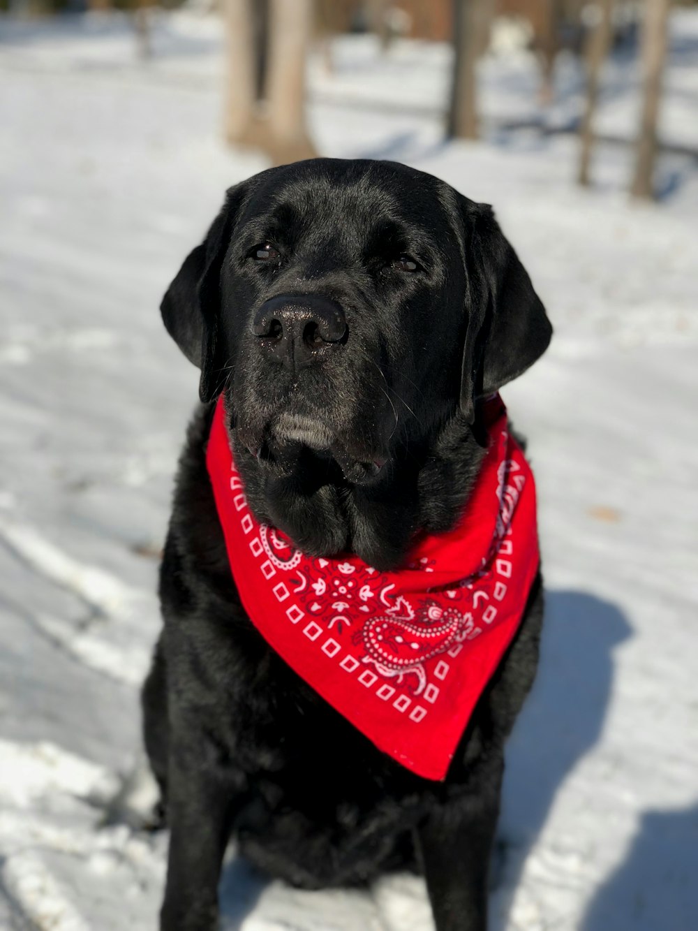 fotografia a fuoco superficiale del Labrador retriever seduto sulla neve