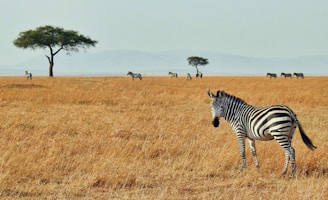 zebra in wild