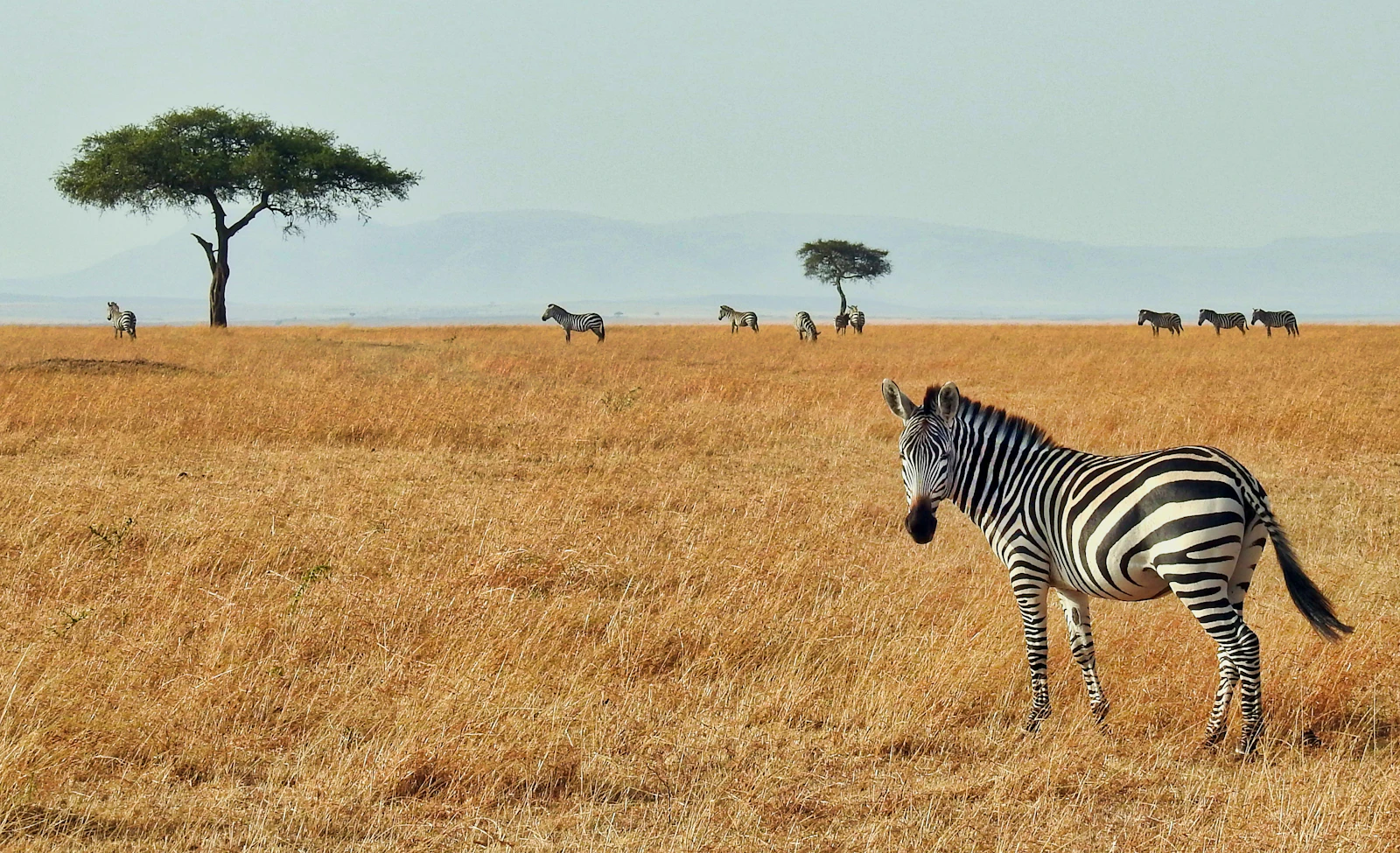Zebra standing in the wild
