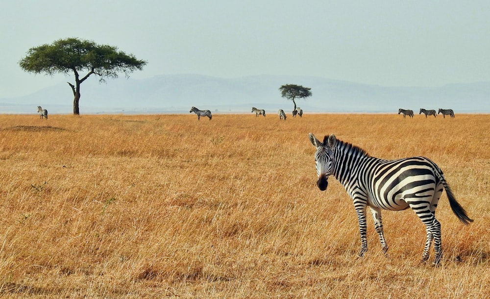 zebra in wild