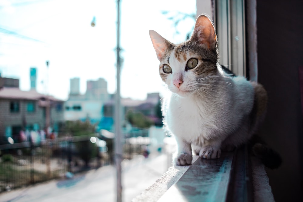 cat sitting in window