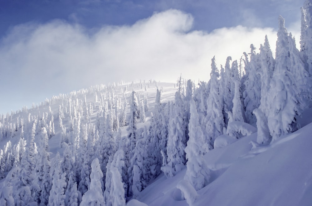 snowy forest covered by clouds