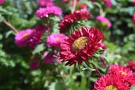 Vibrant flowers blooming in the famous Mughal Gardens.