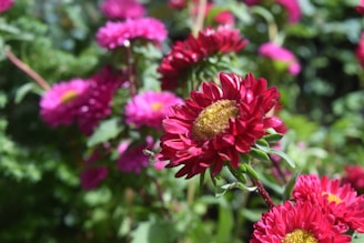Vibrant flowers blooming in the famous Mughal Gardens.